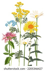 field flowers, vector drawing wild plants at white background, flowering meadow , hand drawn botanical illustration