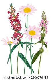 field flowers, vector drawing wild plants at white background, flowering meadow , hand drawn botanical illustration