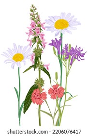 Feldblumen, Vektorgrafik von Wildpflanzen auf weißem Hintergrund, Blumenwiese, handgezeichnet botanische Illustration