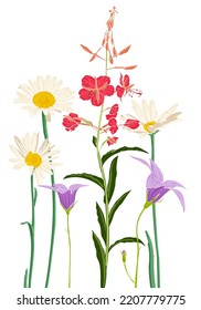 flores de campo, vectores dibujando plantas silvestres de fondo blanco, pradera florida , ilustración botánica dibujada a mano