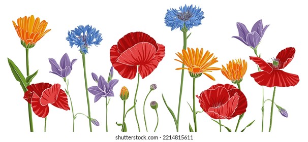 Feldblumen, Vektorgrafik von Wildpflanzen auf weißem Hintergrund, Blumenwiese, handgezeichnet botanische Illustration
