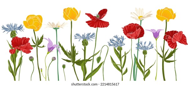 Feldblumen, Vektorgrafik von Wildpflanzen auf weißem Hintergrund, Blumenwiese, handgezeichnet botanische Illustration