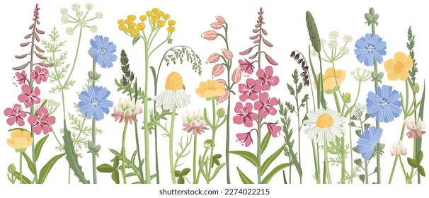 Feldblumen, Vektorgrafik von Wildblütenpflanzen auf weißem Hintergrund, Blumenelemente, handgezeichnet botanische Illustration