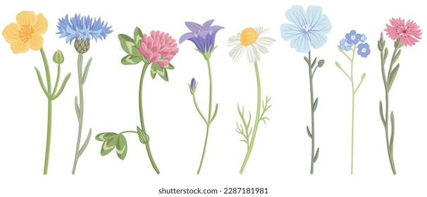 field flowers, vector drawing wild plants at white background, floral elements, hand drawn botanical illustration