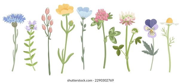 field flowers, vector drawing wild plants at white background, floral elements, hand drawn botanical illustration