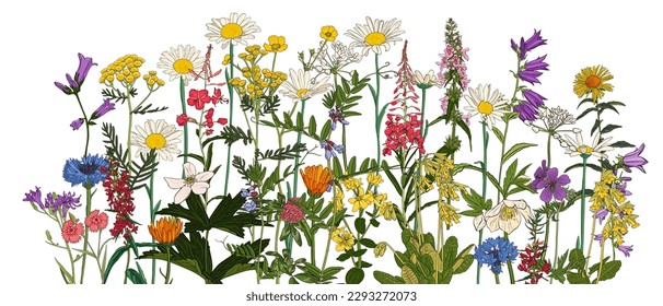 flores de campo, vectores dibujando plantas silvestres de fondo blanco, pradera florida , ilustración botánica dibujada a mano