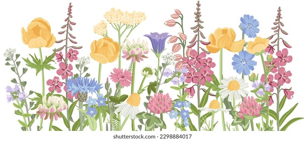 field flowers, vector drawing wild flowering plants at white background, floral border, hand drawn botanical illustration