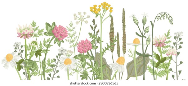 field flowers, vector drawing wild flowering plants at white background, floral border, hand drawn botanical illustration