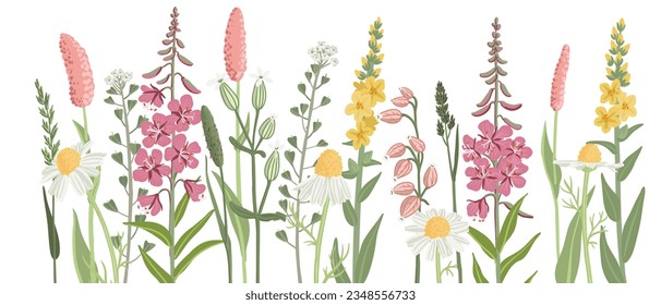 field flowers, vector drawing wild flowering plants at white background, floral border, hand drawn botanical illustration