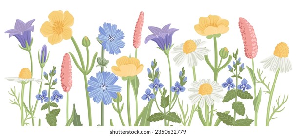 field flowers, vector drawing wild flowering plants at white background, floral border, hand drawn botanical illustration