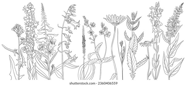 field flowers, vector drawing wild plants at white background, monochrome line floral border, hand drawn botanical illustration