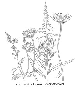 flores de campo, dibujo vectorial de plantas silvestres de fondo blanco, borde floral de línea monocromo, ilustración botánica dibujada a mano