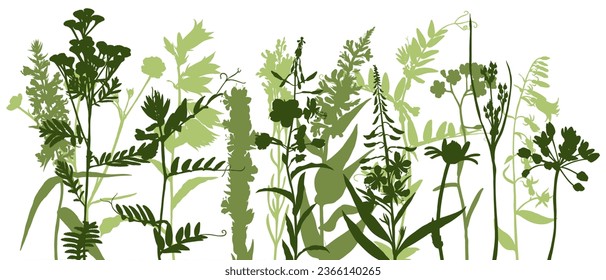 field flowers, vector drawing wild plants at white background, color silhouette floral border, hand drawn botanical illustration