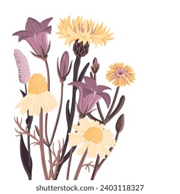 field flowers, vector drawing wild flowering plants at white background, floral composition, hand drawn botanical illustration