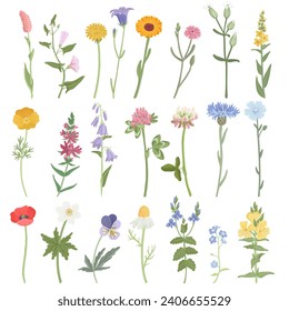 field flowers, vector drawing wild flowering plants isolated at white background, floral design elements, hand drawn botanical illustration