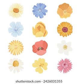 field flowers, vector drawing wild flowerheads at white background, floral elements, hand drawn botanical illustration