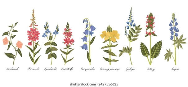 field flowers, vector drawing wild plants at white background, set of floral elements, hand drawn botanical illustration