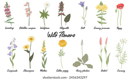 field flowers, vector drawing wild flowering plants isolated at white background, floral design elements, hand drawn botanical illustration