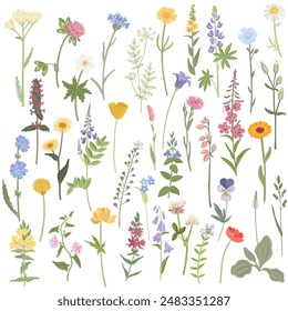 flores de campo, dibujo de Vector de plantas con flores silvestres aisladas en fondo blanco, Elementos de diseño florales, ilustración botánica dibujada a mano