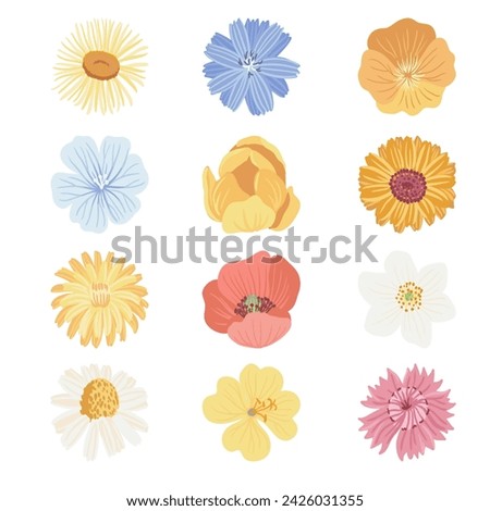field flowers, vector drawing wild flowerheads at white background, floral elements, hand drawn botanical illustration
