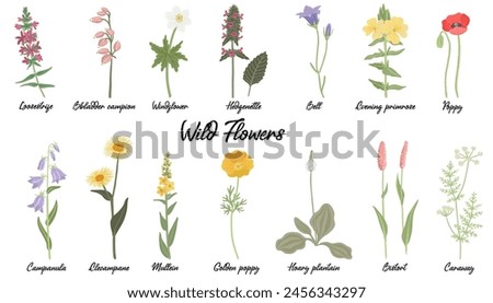field flowers, vector drawing wild flowering plants isolated at white background, floral design elements, hand drawn botanical illustration