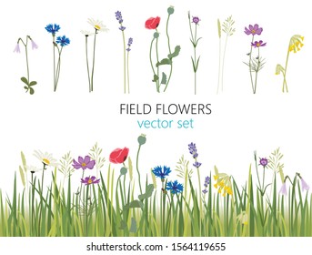 Field flowers in vector set