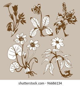 flores de campo sobre fondo marrón, ilustración vectorial