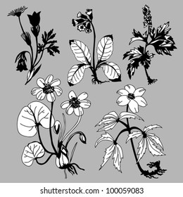 field flowerses on gray background, vector illustration