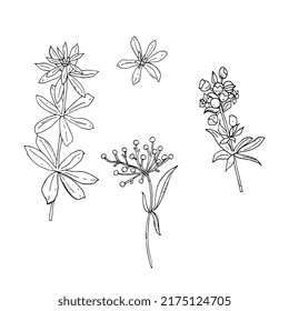 Field, forest flowers, hand drawing in ink, pencil. Black and white outline