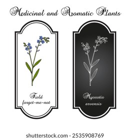 Campo olvídate-me-not (Myosotis arvensis), planta ornamental y medicinal. Ilustración vectorial botánica dibujada a mano