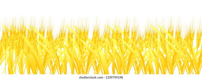 Field of golden field isolated on white background, flat vector illustration
