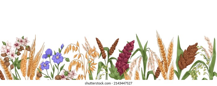 Field grains, cereals border. Realistic drawing of farm plants, different spikes with seeds. Agriculture banner with bread crops. Hand-drawn detailed vector illustration isolated on white background
