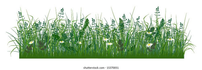 Field grass and daisies, pictured in the front projection