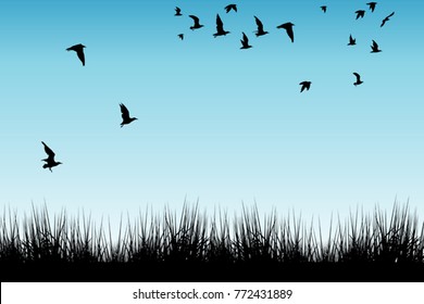 Field of grass and silhouettes of flying birds