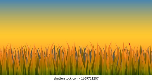 Field of grass in the sunset light