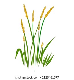 Field grass wheatgrass as a design element. an element on a white background.