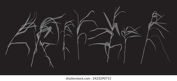 Field grasses, line drawing. Vector illustration