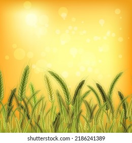 Field with green ears of wheat on a sunny day.Field with green ears of wheat on a sunny day.Realistic illustration of seed plants,organic farming.Healthy lifestyle element.