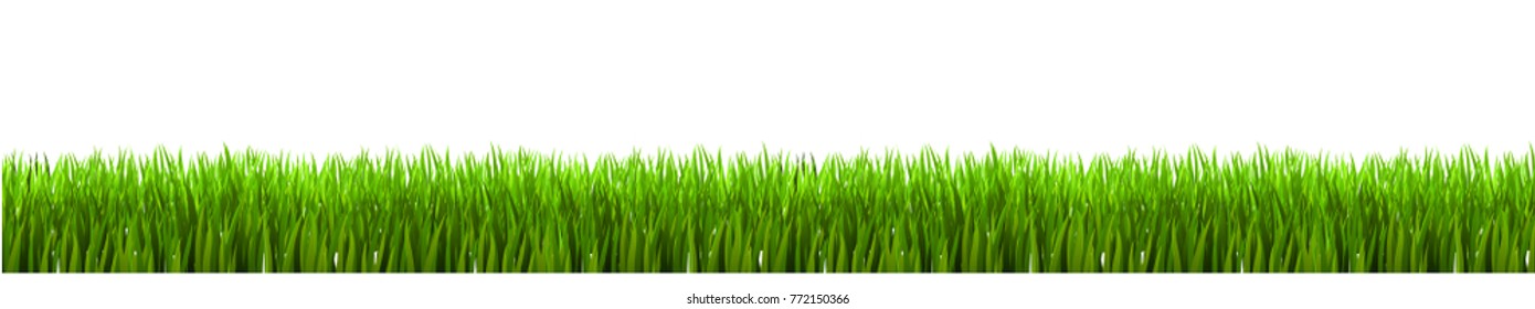 Field, green grass on white background - vector illustration