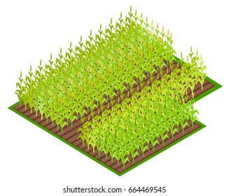 Field With Growing Corn Crops With Leaves Isometric Vector Illustration. Soil Part With Many Rows Of Mature And Immature Harvest Of Cereals