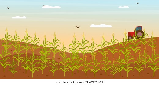 Field with growing corn and working tractor. Corn field vector illustration in flat style. Bio fuel resources growing concept.