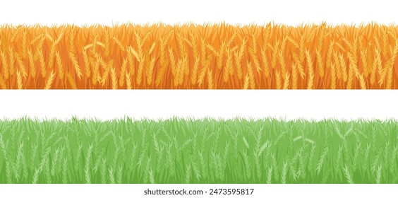 Field with growing and ripe wheat spikelets ready for harvesting. Vector isolated set of agricultural meadow, summer and autumn seasonal farmland crops. Oats or barley plant, ecological farming