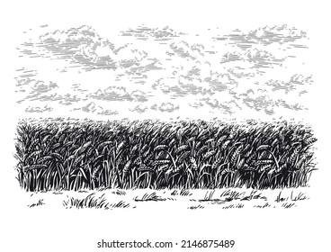 field hand drawing sketch engraving illustration style