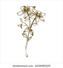 Field herb flower Saint Johns Wort ink graphics. Hand drawn vector monochrome line art, engraving blooming, field meadow botanical element for cosmetics,spice, product packing design