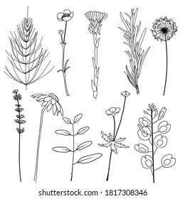 Field herbs dandelion, chamomile, equisetum, ranunculus, paigle, foalfoot, pennycress, lavender, rosemary. Set of hand drawn vector illustration.