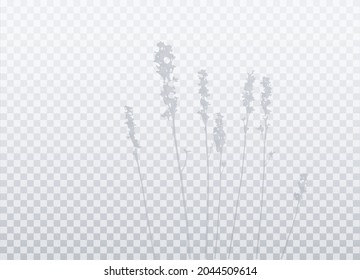 Field Herbs Shadow. Flowers on long stems, lavender isolated on transparent background. Vector Botanical silhouette EPS10.