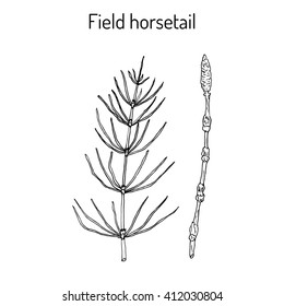 Field Horsetail (Equisetum arvense) or Common Horsetail/ Hand drawn botanical vector illustration