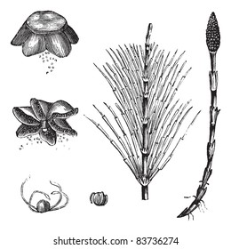 Field Horsetail or Equisetum arvense or Common Horsetail, vintage engraving. Old engraved illustration of Field Horsetail with sterile stem and fertile stem on white. Trousset encyclopedia 1886 - 1891