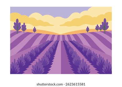 field of lavender in bloom