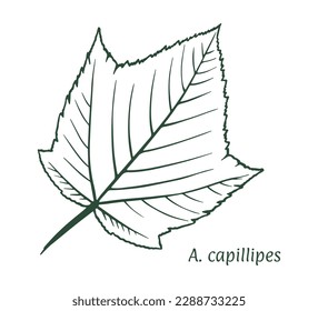 Field maple leaf. The sketch is drawn by hand, in ink with a pencil. Acer campeste. Names in Latin. Isolated on white background. Vector.